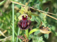 Ophrys sphegodes atrata