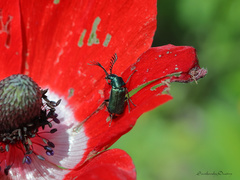 Haplomalachius flabellatus