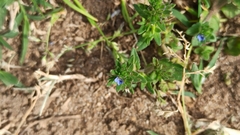 Veronica arvensis