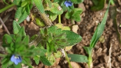Veronica arvensis