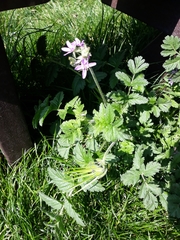 Erodium moschatum