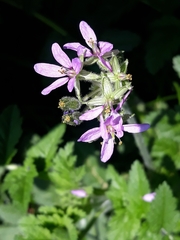Erodium moschatum