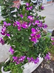 Polygala myrtifolia