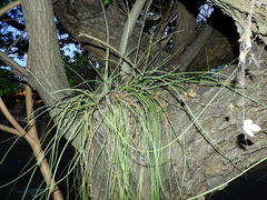 Acanthostachys strobilacea