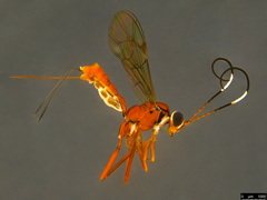 Australoglypta