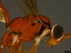 Australoglypta