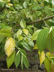 Corylopsis multiflora