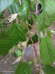 Corylopsis multiflora