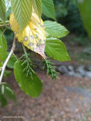 Corylopsis multiflora