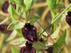 Ophrys sphegodes atrata