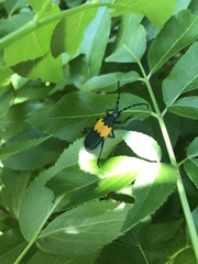 Desmocerus palliatus