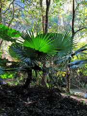 Livistona speciosa