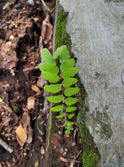 Adiantum philippense image