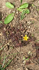 Oxalis corniculata