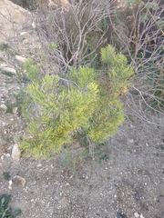 Veronica cupressoides