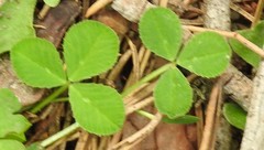 Trifolium glomeratum