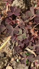 Oxalis corniculata
