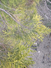 Veronica cupressoides