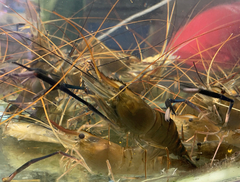 Macrobrachium rosenbergii