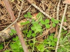 Trifolium glomeratum