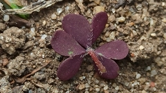 Oxalis corniculata