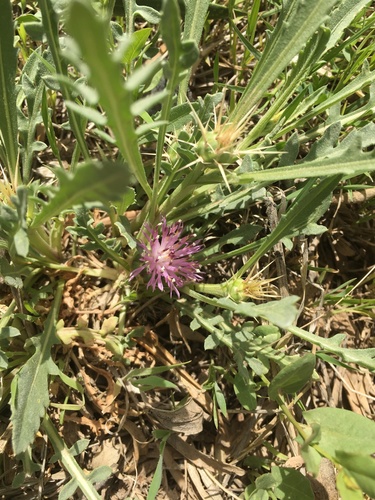 Centaurea image