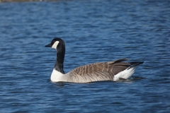 Branta canadensis