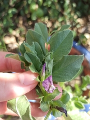 Vicia narbonensis