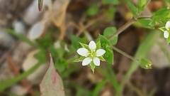 Arenaria serpyllifolia
