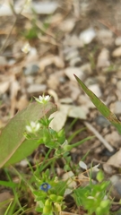 Arenaria serpyllifolia