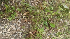 Arenaria serpyllifolia