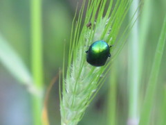 Hordeum spontaneum