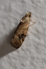 Ophiorrhabda phaeosigma