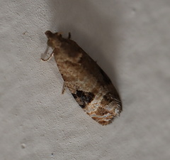 Ophiorrhabda phaeosigma