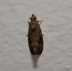 Ophiorrhabda phaeosigma