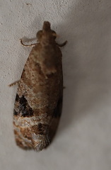 Ophiorrhabda phaeosigma