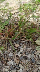 Arenaria serpyllifolia