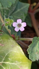 Geranium rotundifolium
