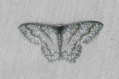 Chloropteryx opalaria