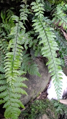 Hymenasplenium unilaterale
