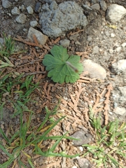 Geranium rotundifolium