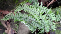 Hymenasplenium unilaterale