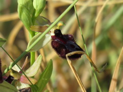 Ophrys sphegodes atrata