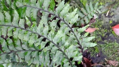 Hymenasplenium unilaterale