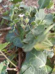 Geranium rotundifolium