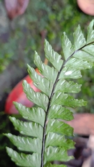 Hymenasplenium unilaterale