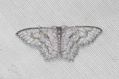 Chloropteryx opalaria