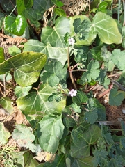 Geranium rotundifolium