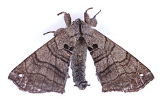 Apatelodes turrialba