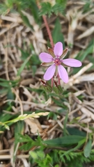 Erodium